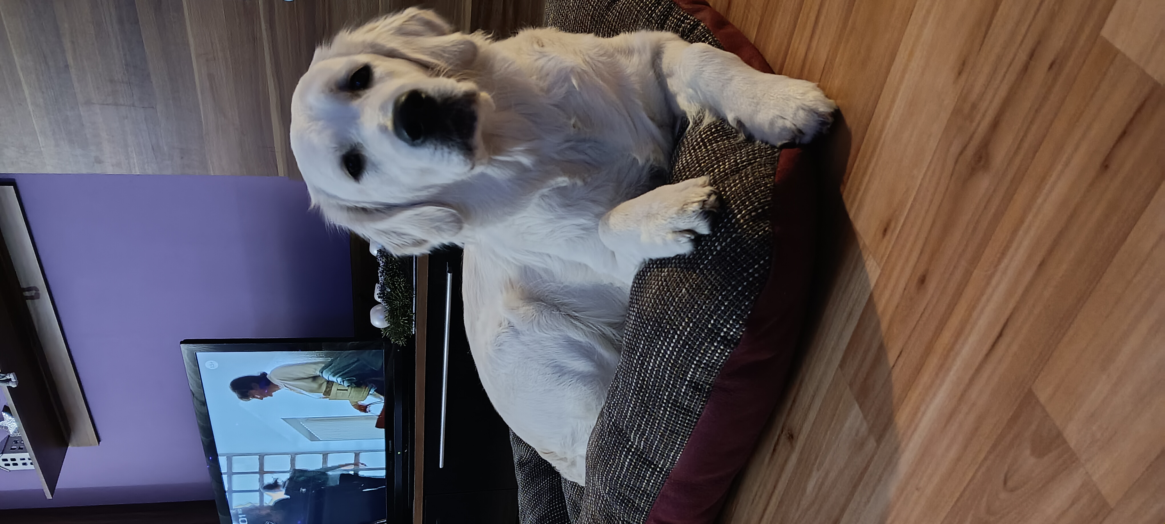 Zlato od Zelené Hory - CHS Zlatý retriever Nepomuk