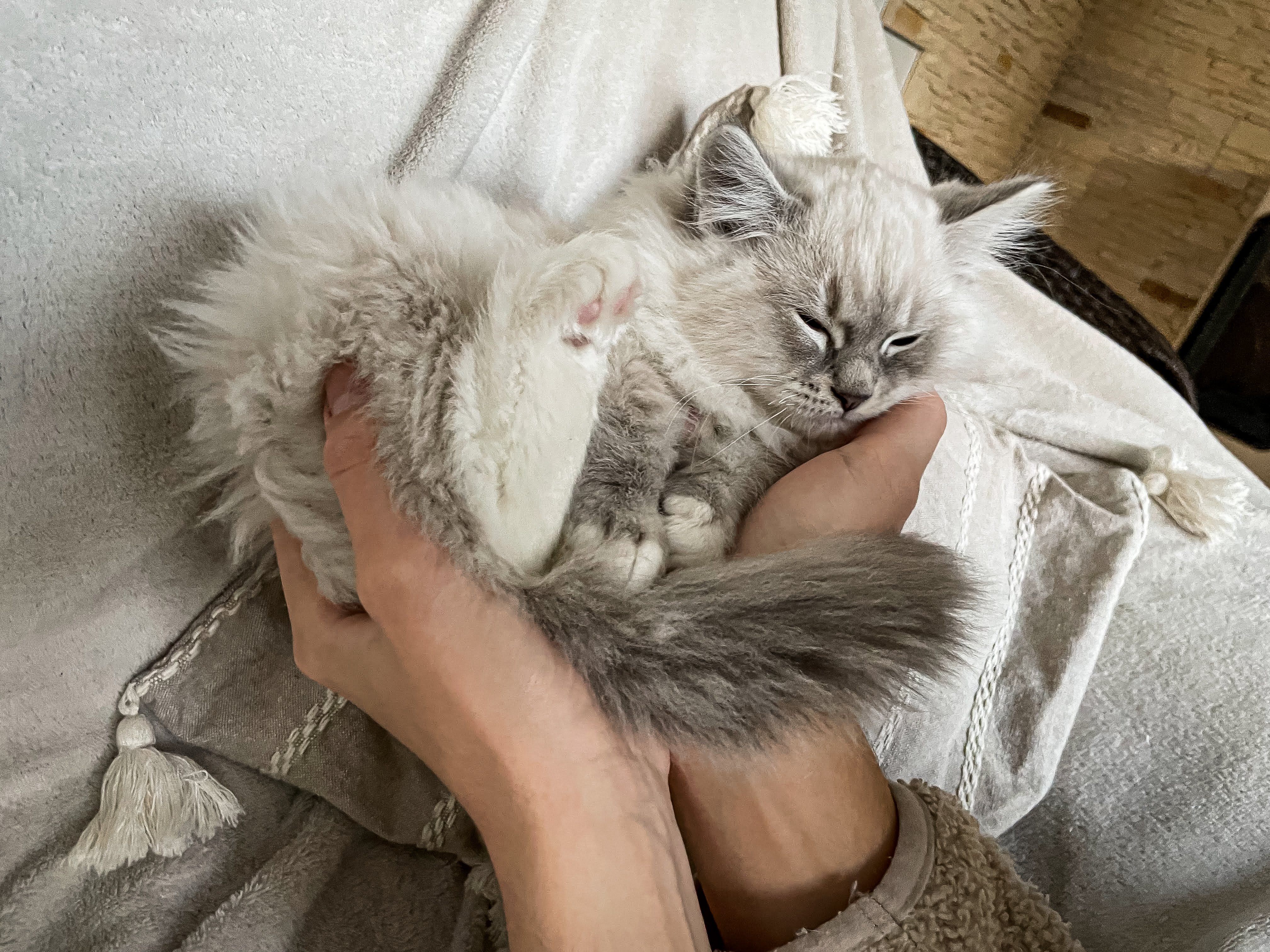 CuteofSilesia