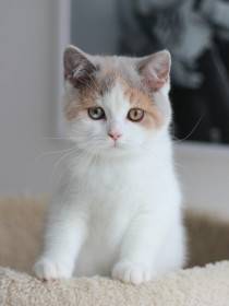 Air Force Cat * CZ