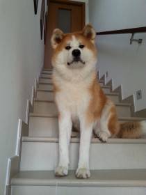 Harujion