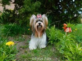 Brixie's Cherry