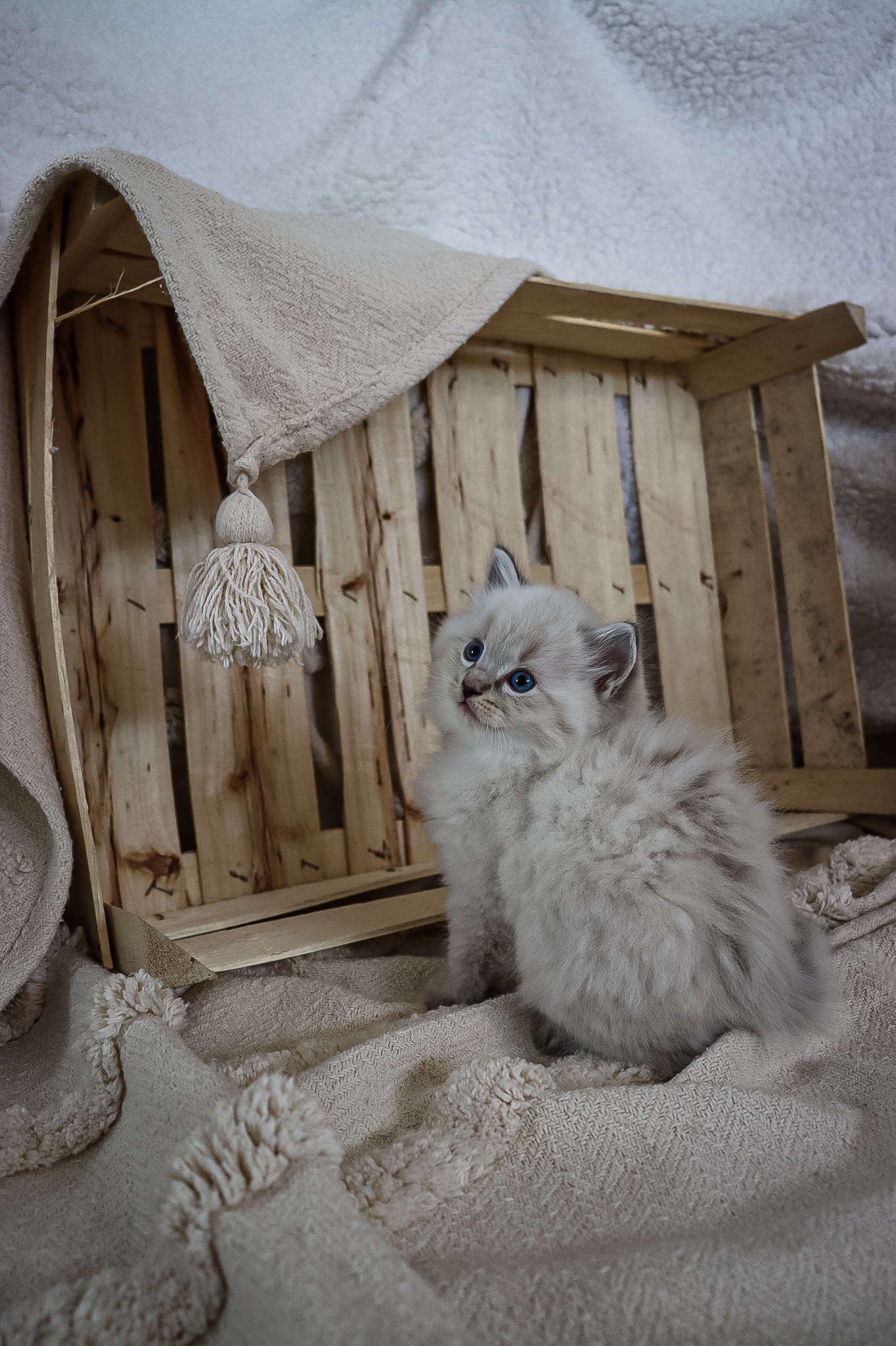 CuteofSilesia