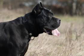 Original Legend Kennel