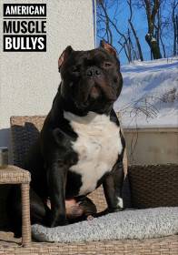 American Muscle Bullys