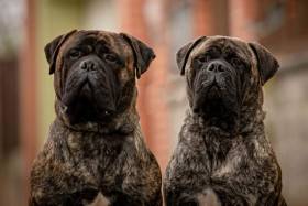 Bulmastif bullmastiff