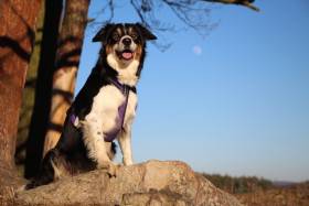 Chovatelská stanice Brilliant Dynasty