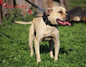 Anathema kennel - American pit bull terrier (APBT)