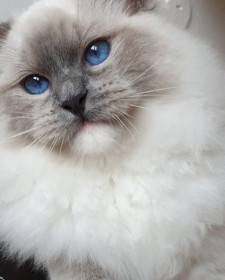 FelinoTherapy Jičín