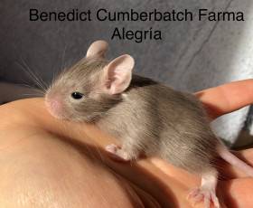 Farma Alegría