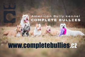 Complete Bullies