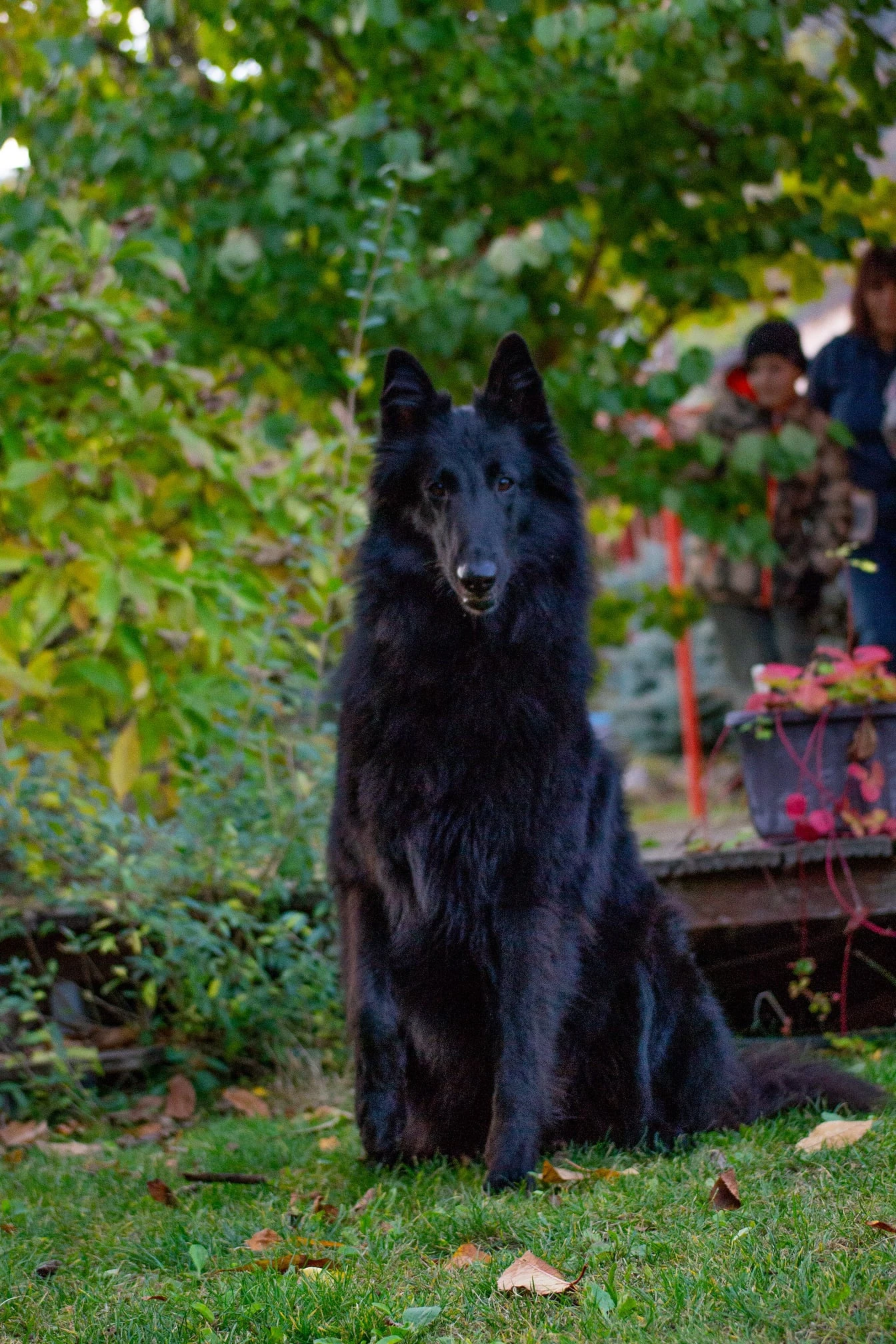 CHS Fox in black