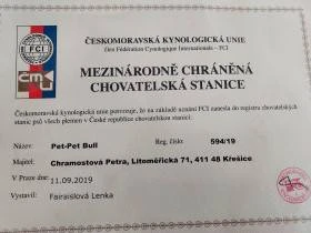 Pet-Pet Bull
