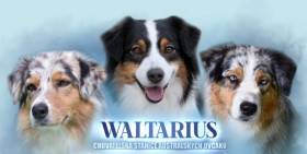 Waltarius