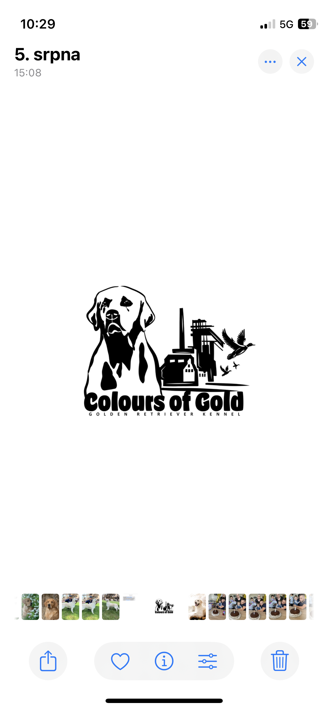 CHS Colours of Gold