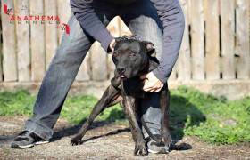 Anathema kennel - American pit bull terrier (APBT)