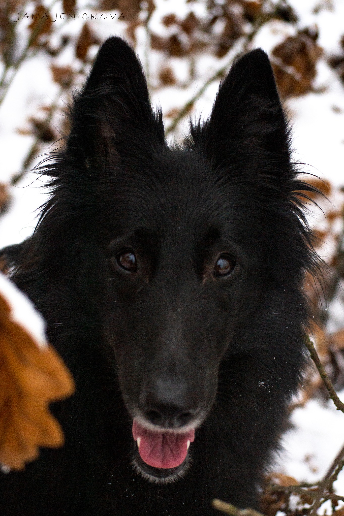 CHS Fox in black