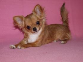 Chihuahua de estrella puerta