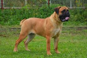 Bulmastif bullmastiff