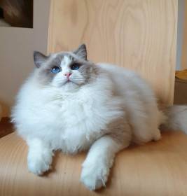 FelinoTherapy Jičín