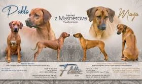 Z Masnerova