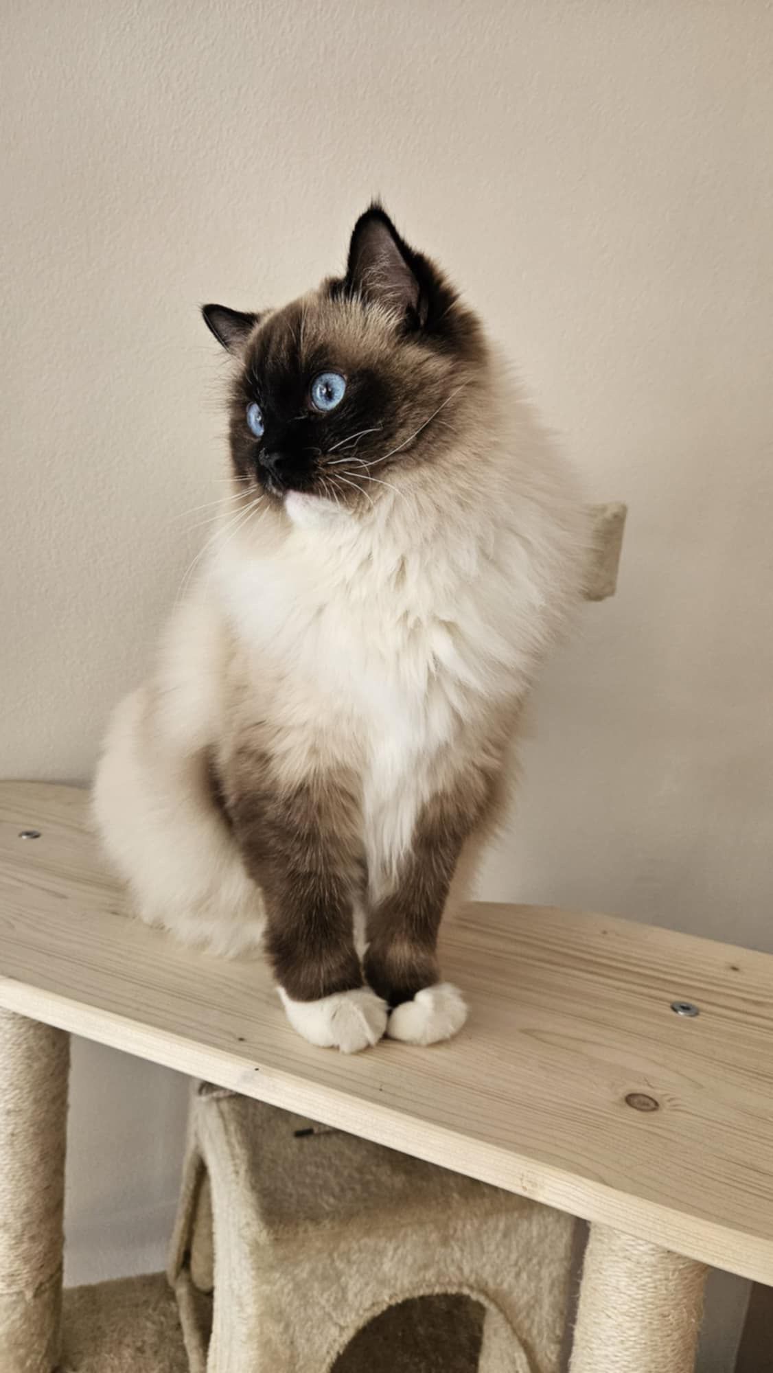 CuteofSilesia