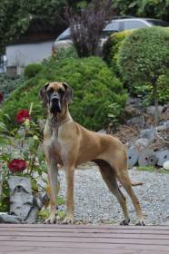Kirras- Dog