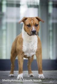 Shelbyamstaff
