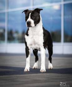Shelbyamstaff