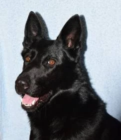 Kestebo