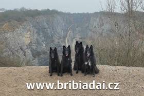 BriBiaDai