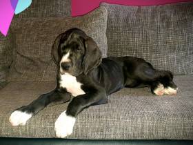 Freemen dog