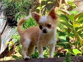 Chihuahua de estrella puerta