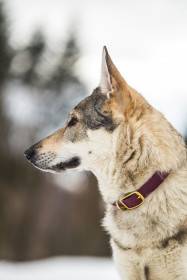 Nymeria wolfdog