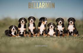 Bellarmin