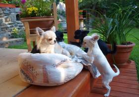 Chihuahua de estrella puerta