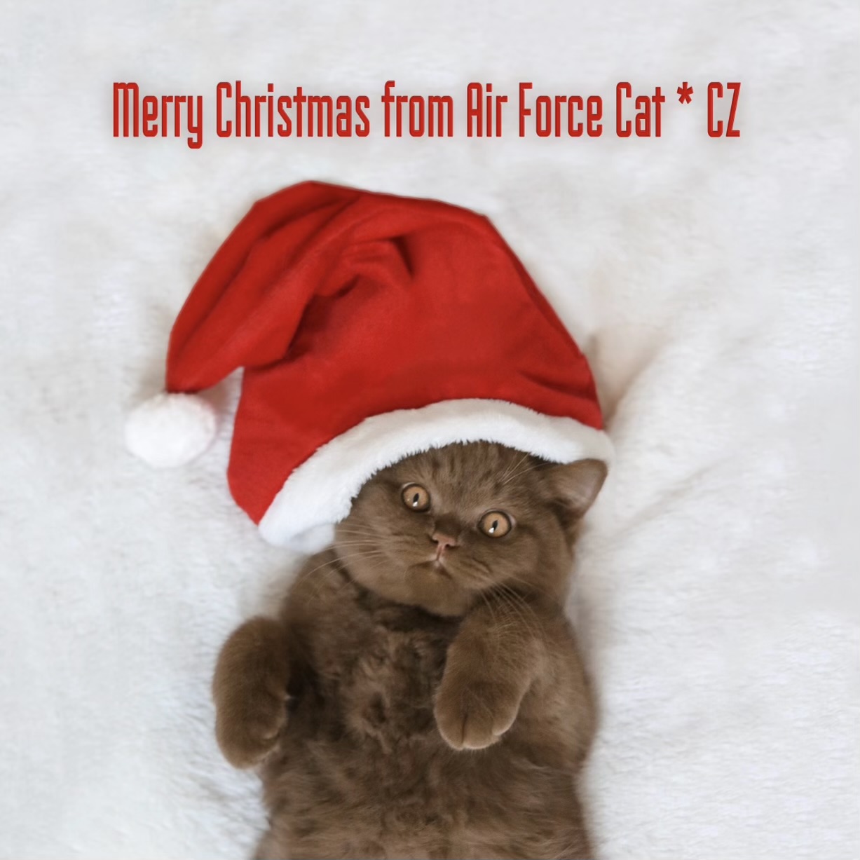 Air Force Cat * CZ
