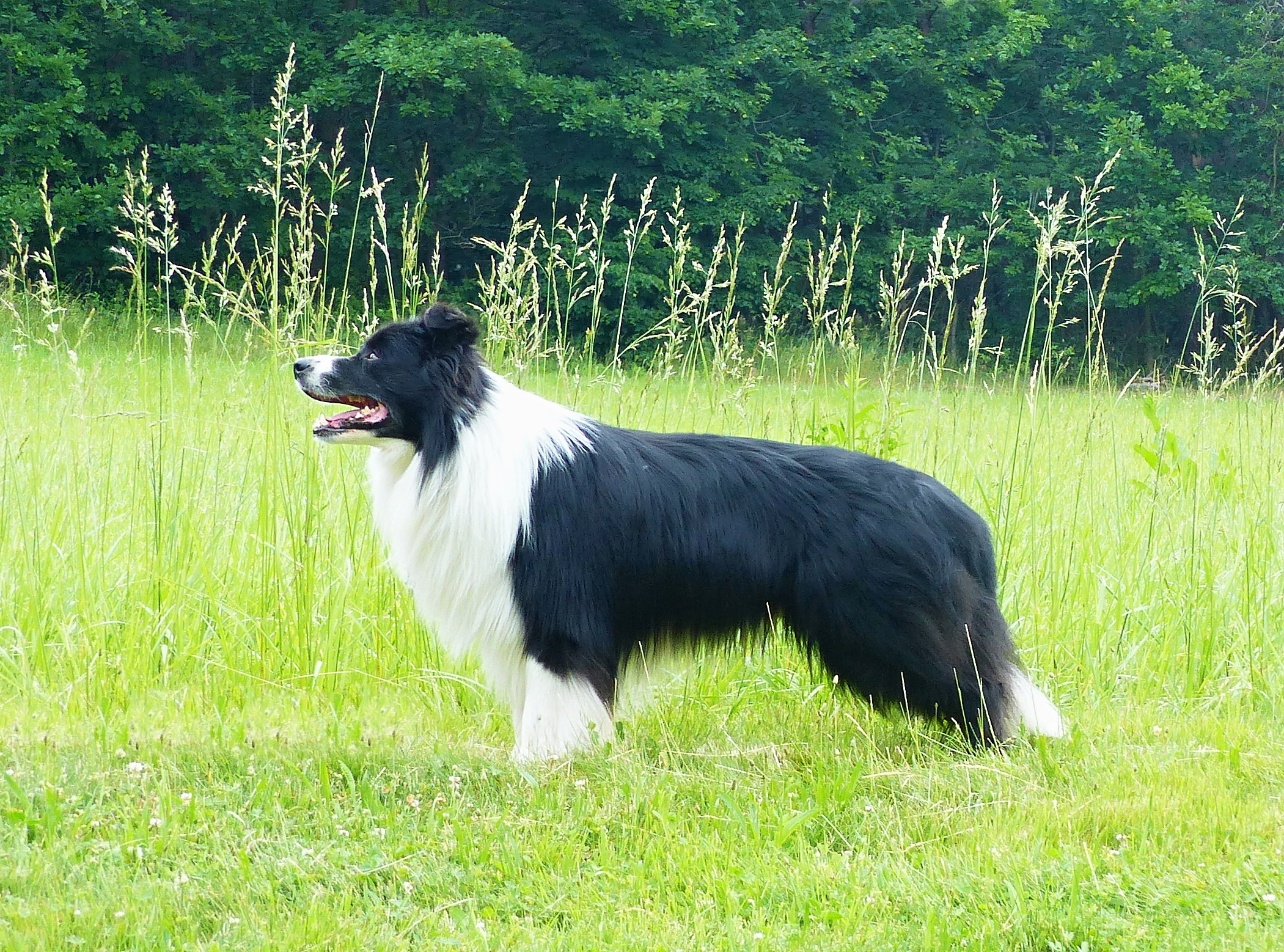 Czech Efebie