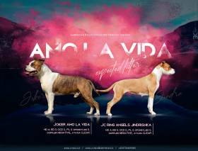 Amo la Vida