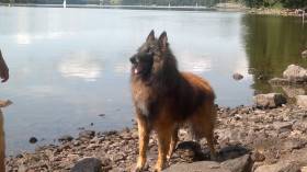 Dog Arabat
