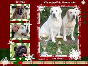Orvet