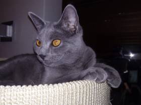 BlueGrey Cat, cz