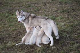 Runner Family