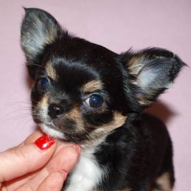 Chihuahua de estrella puerta