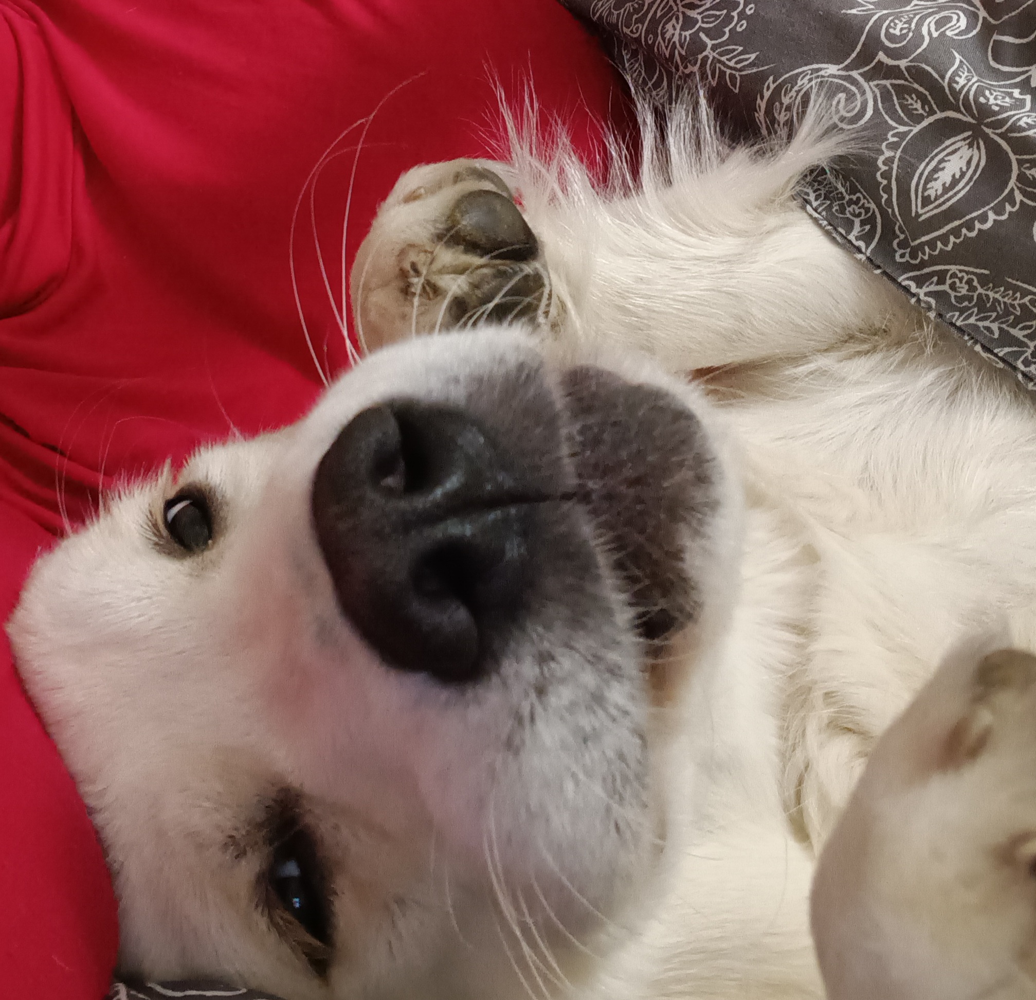 Zlato od Zelené Hory - CHS Zlatý retriever Nepomuk