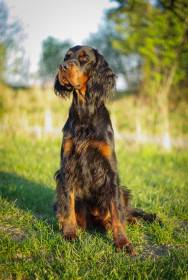Silesia Setter