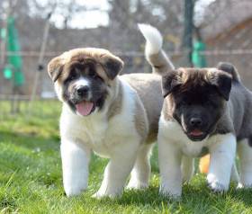 Cerberus Moravia
