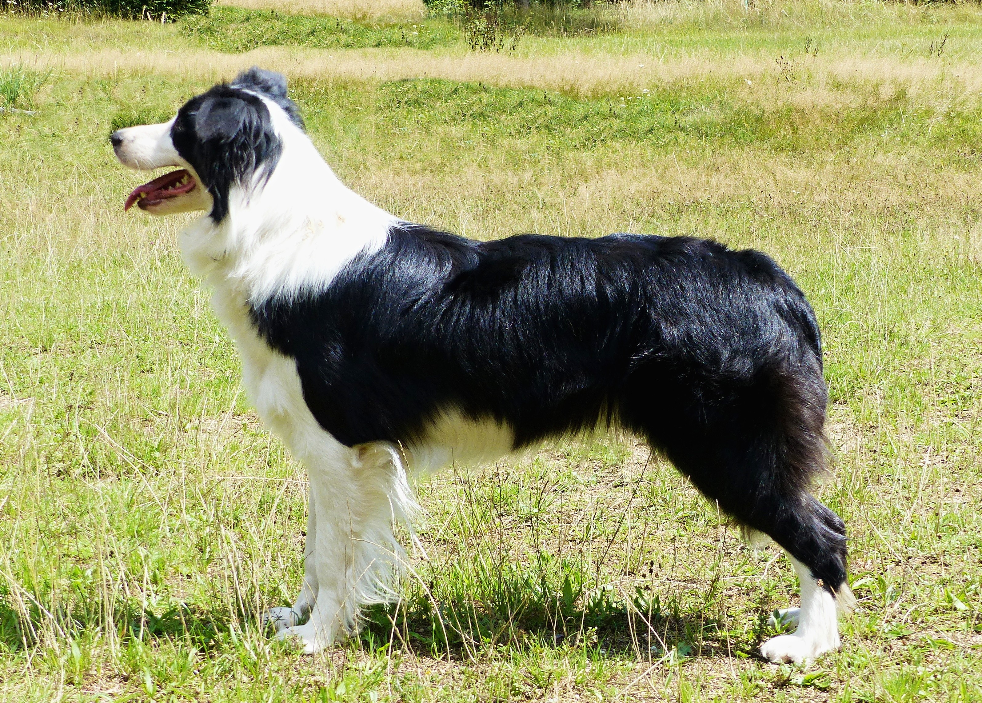 Czech Efebie