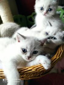 Lilly de Felis*CZ