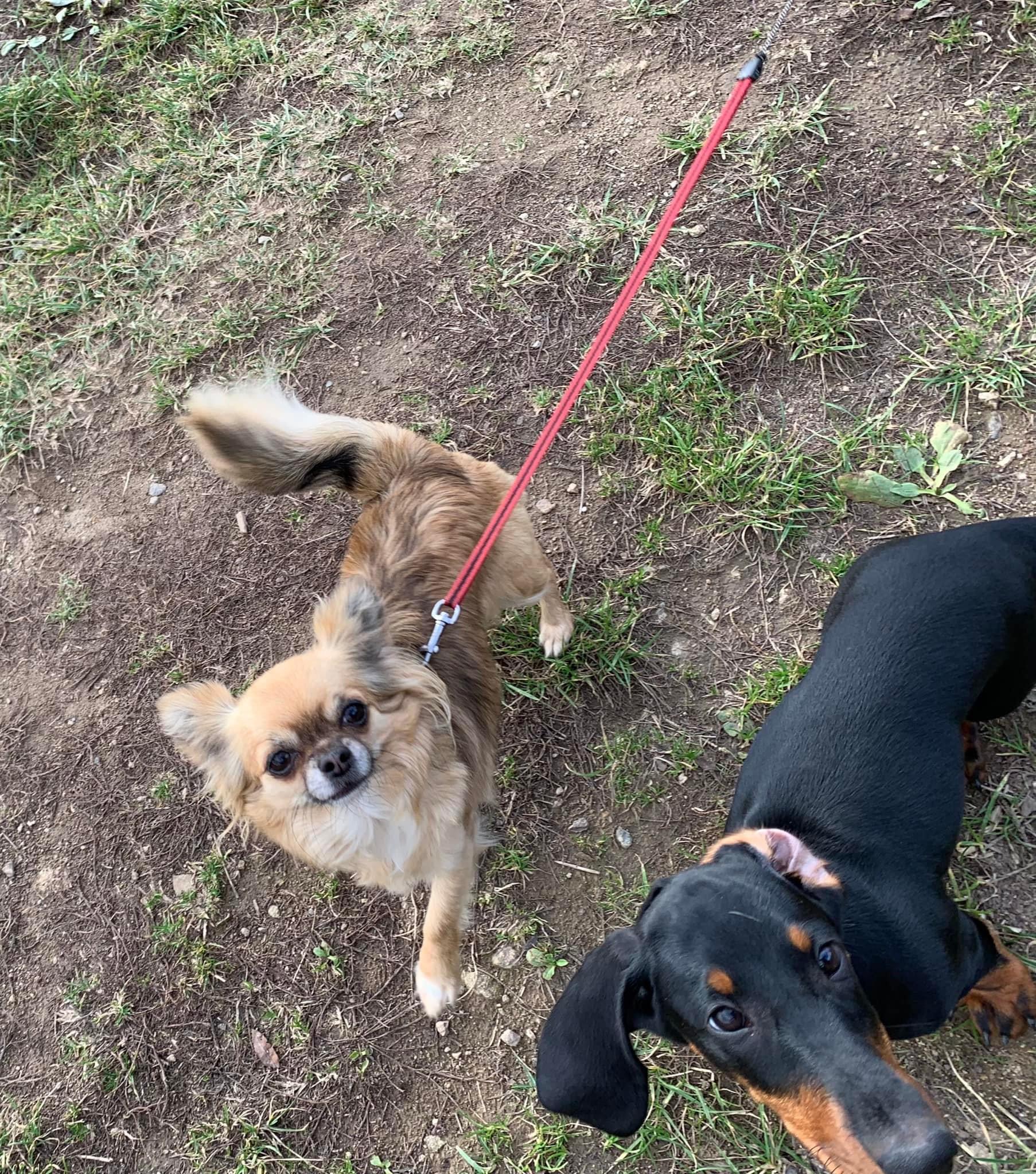 Amigos dogs Slovakia