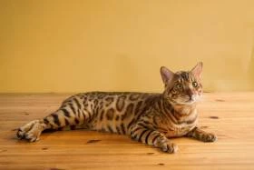 Royal Beast
